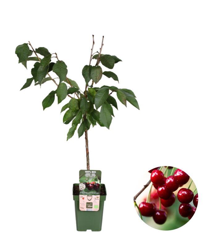 Mini-Obstgarten inspiratie 5