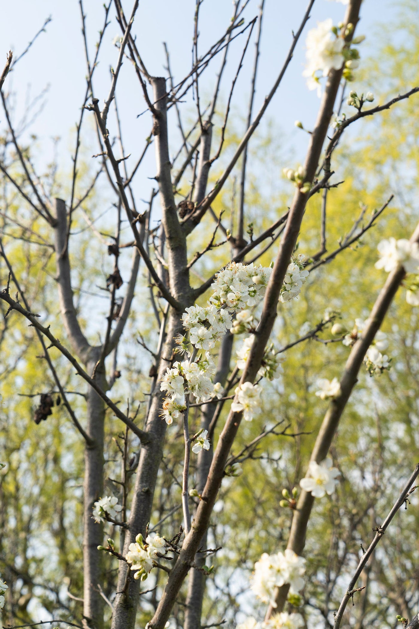 Mini-Obstgarten inspiratie 9