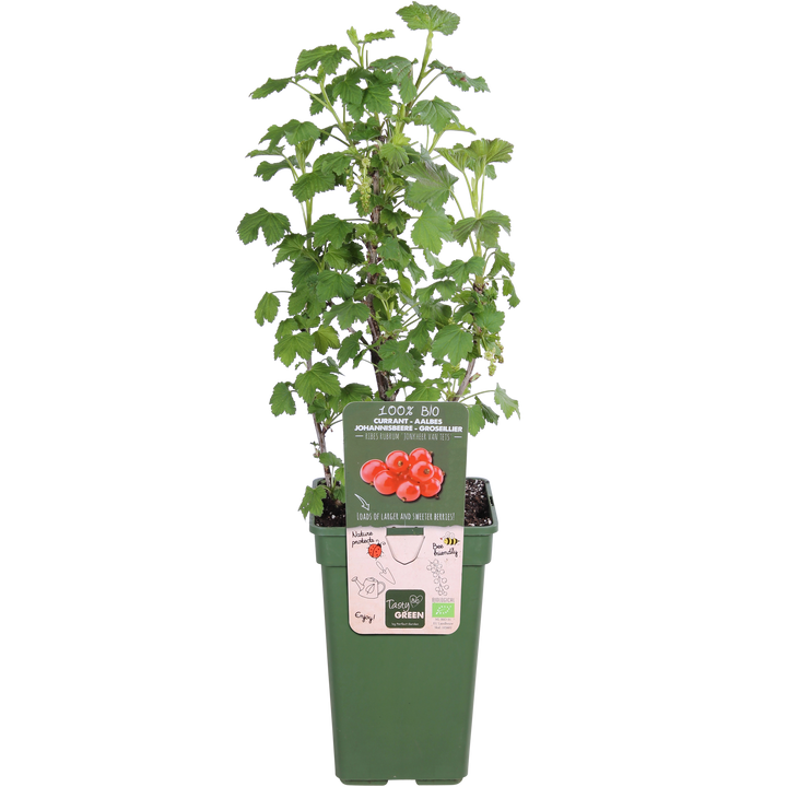 Ribes ribest (Johannisbeere) (M)