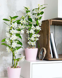 inspiratie-5