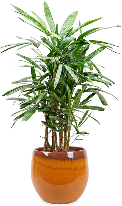 Rhapis excelsa (Steckenpalme) (L)