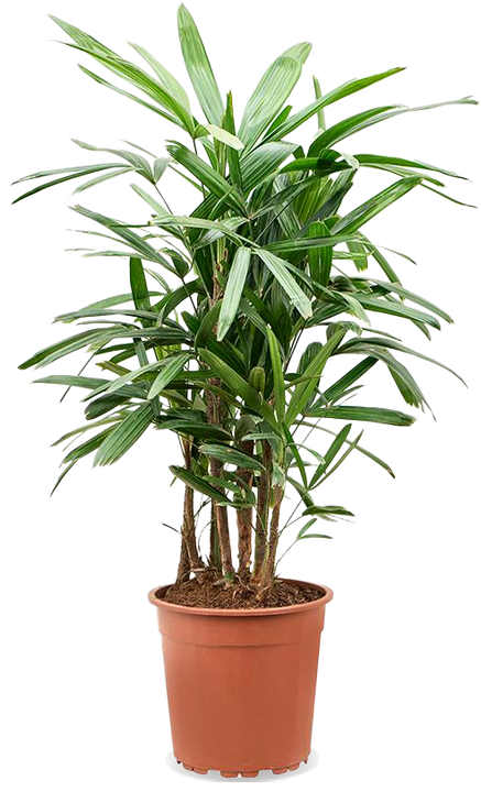 Rhapis excelsa (Steckenpalme) (L)