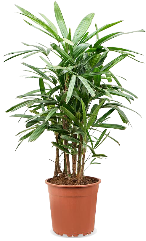 Rhapis excelsa (Steckenpalme) (L)