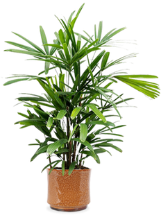 Rhapis excelsa (Steckenpalme) (M)