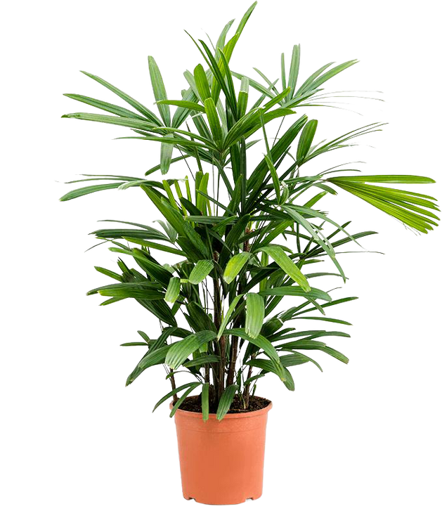 Rhapis excelsa (Steckenpalme) (M)