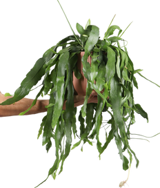 Epiphyllum pumilum (Zwergiger Blattkaktus) (M)