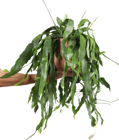 Epiphyllum pumilum (Zwergiger Blattkaktus) (M)