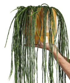 Rhipsalis paradoxa (Korallenkaktus) (M)