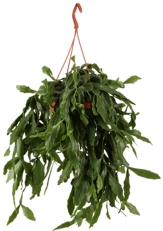 Rhipsalis crispata (Rutenkaktus) (S)