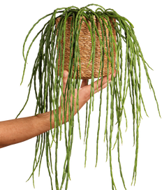 Rhipsalis paradoxa (Korallenkaktus) (s)