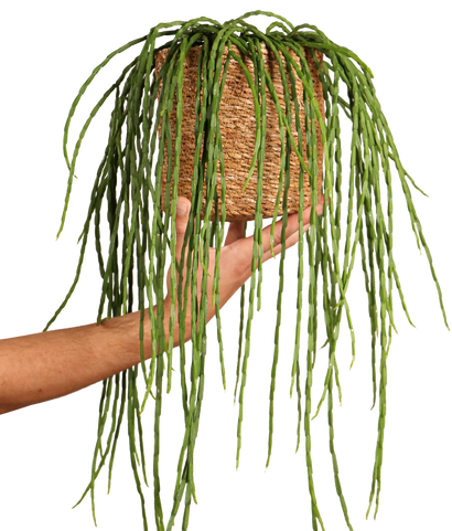 Rhipsalis paradoxa (Korallenkaktus) (s)