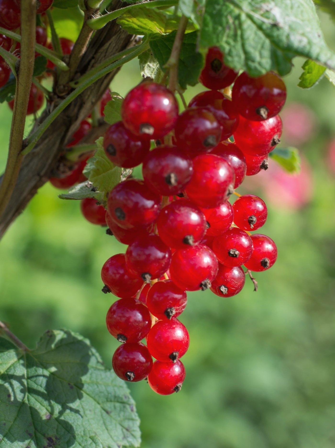 Ribes ribest (Johannisbeere) (M) inspiratie 1