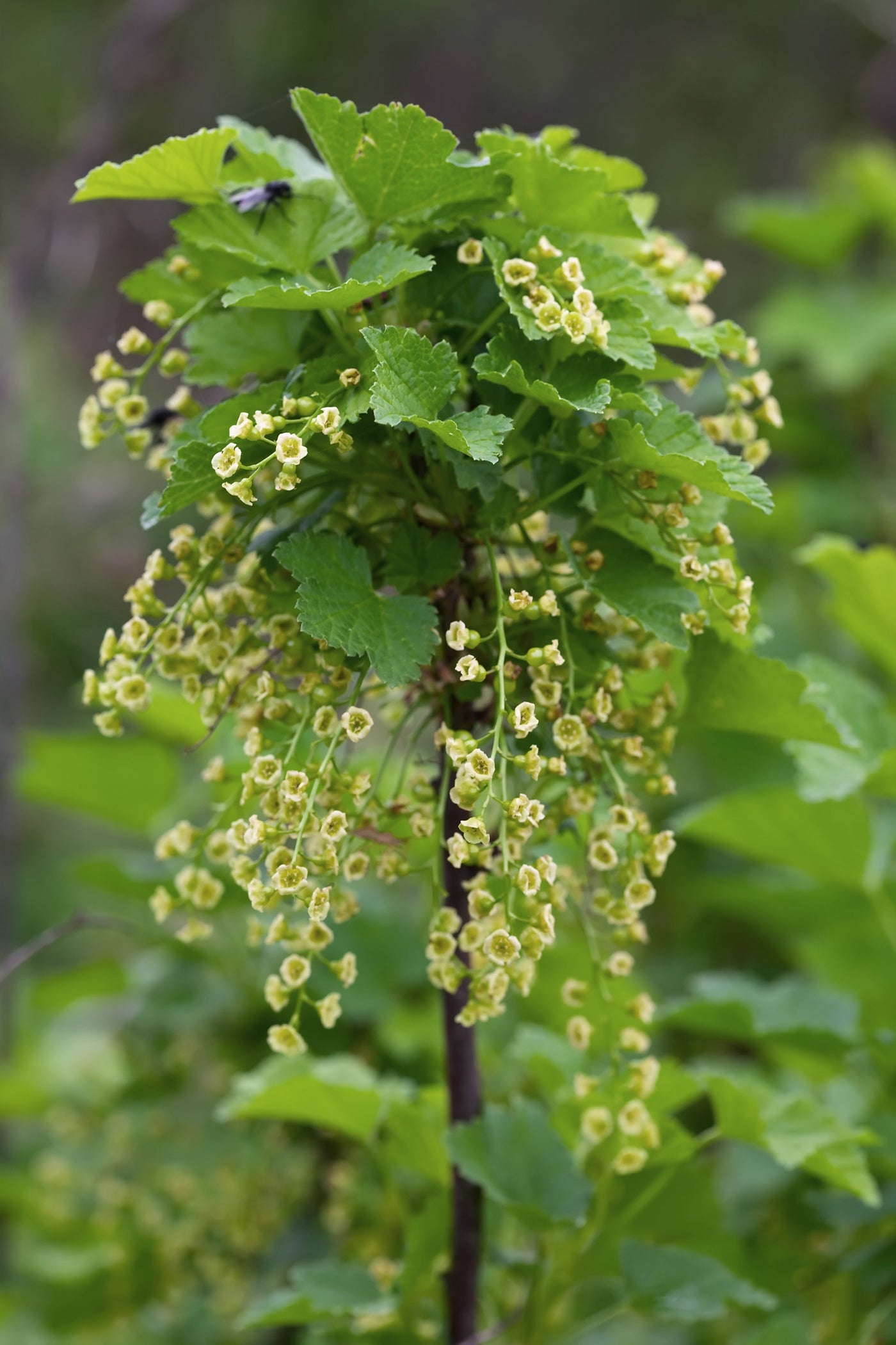 Ribes ribest (Johannisbeere) (M) inspiratie 3