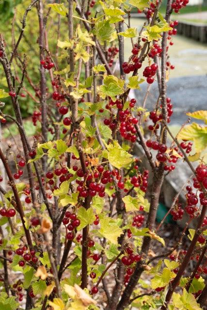 Ribes ribest (Johannisbeere) (M) inspiratie 4