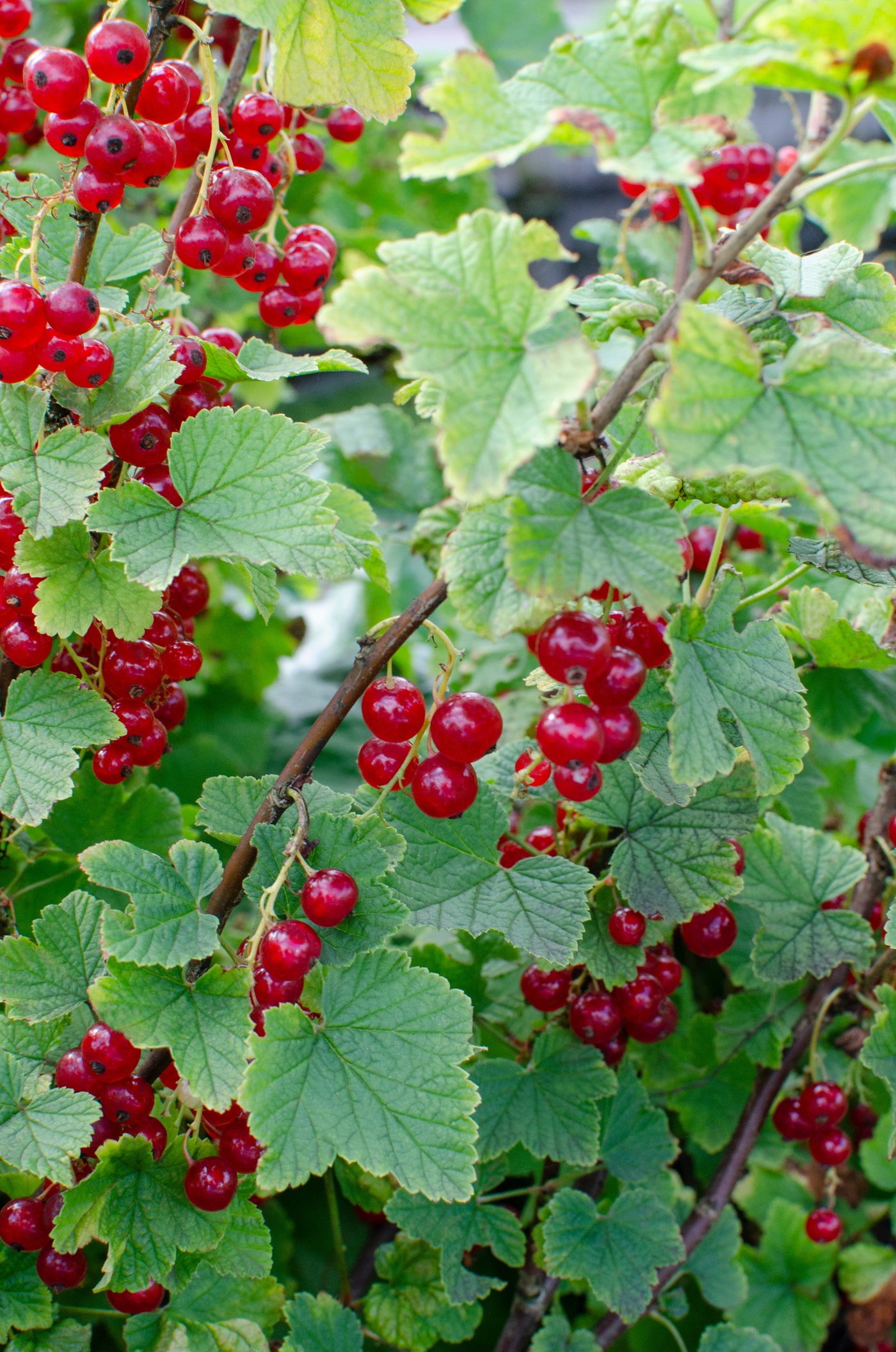 Ribes ribest (Johannisbeere) (M) inspiratie 2