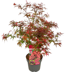 Acer palmatum  (Japanischer Fächerahorn) (M)