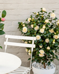 inspiratie-3