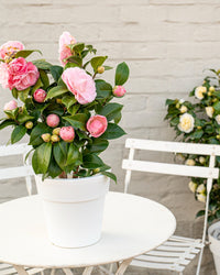 inspiratie-2