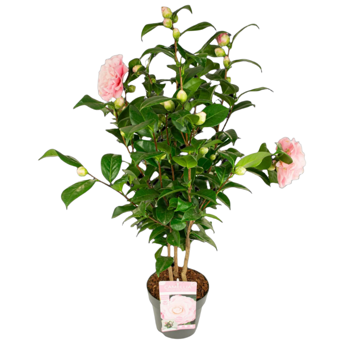 Camellia jap. "Nuccio's Gem" (Kamelie) (M)