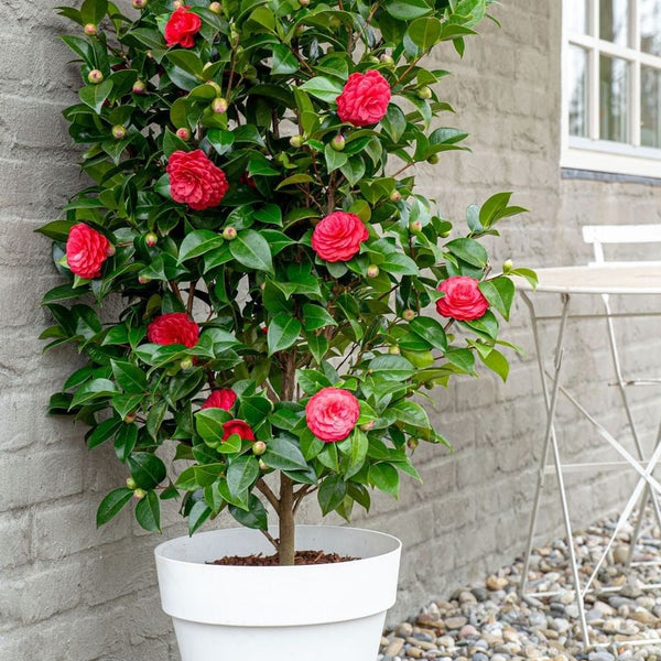 Camellia jap. 