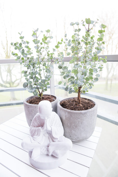 inspiratie