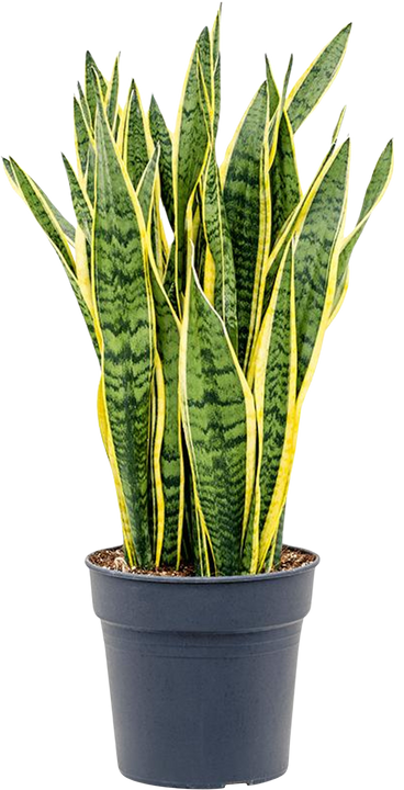 Sansevieria laurentii (Bogenhanf) (L)