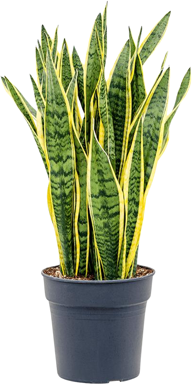 Sansevieria Laurentii (Bogenhanf) | 90 cm