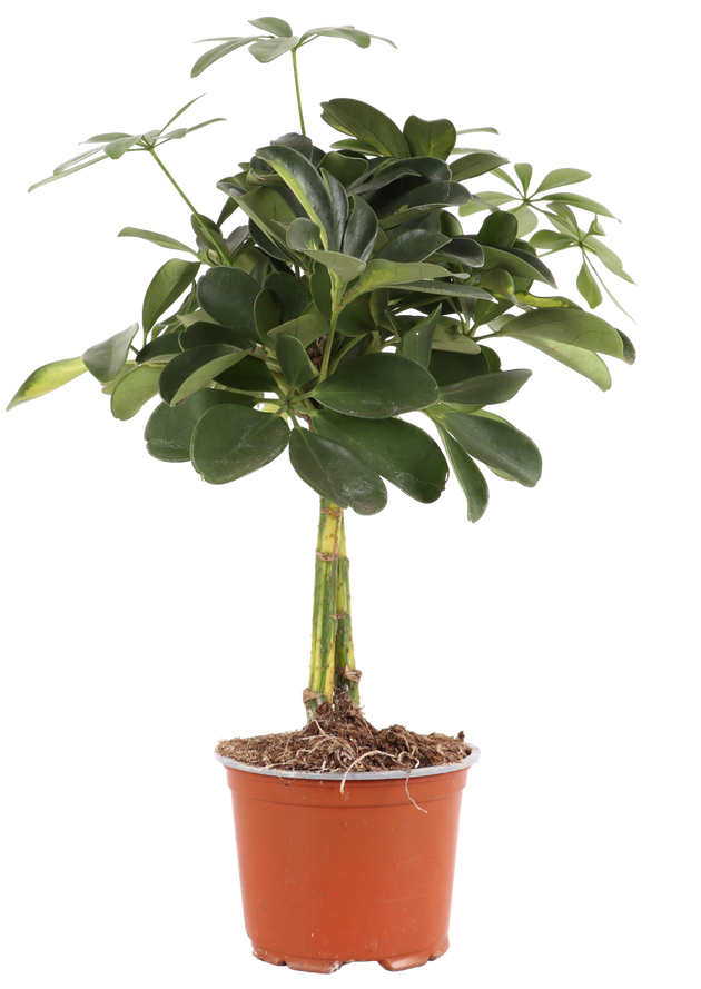 Schefflera gold capella (Strahlenaralie) (XL) kaufen? | Chef