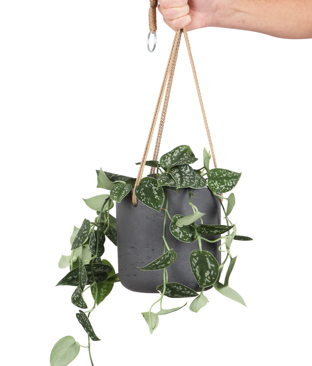 Scindapsus Pictus (Gefleckte Efeutute) kaufen? | Miley