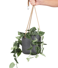 Scindapsus pictus ''argyraeus'' (Gefleckte Efeutute) (S)
