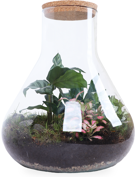 Terrarium Erlenmeyer (Flaschengarten) (L)