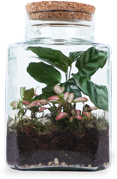 Terrarium quadratisch (Flaschengarten) (S)