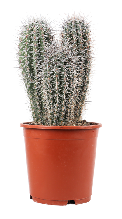 Pachycereus pringlei (Säulenkaktus) (M)