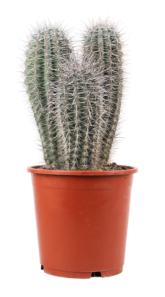 prisma kaktus Pachycereus pringlei (Säulenkaktus) kaufen