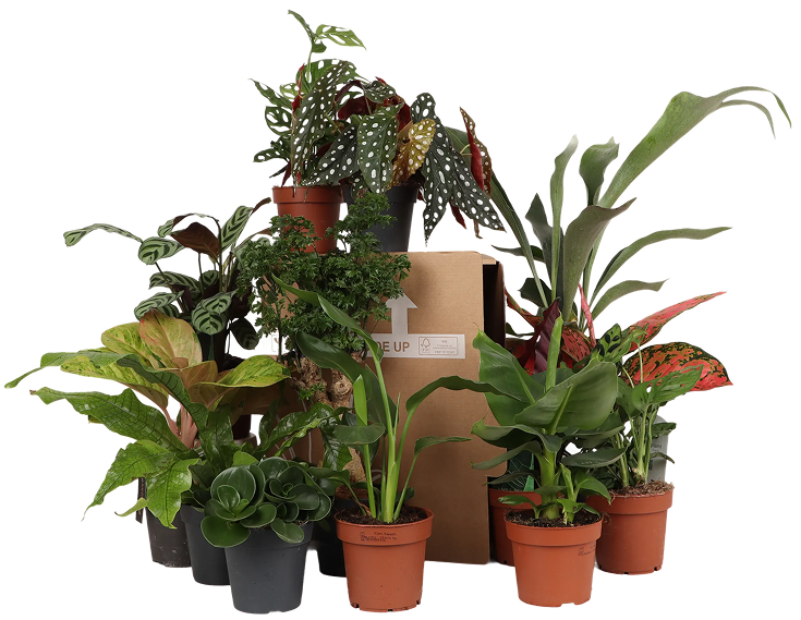 Die Überraschungsbox – 4 Pflanzen