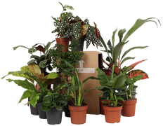 Die Überraschungsbox – 4 Pflanzen