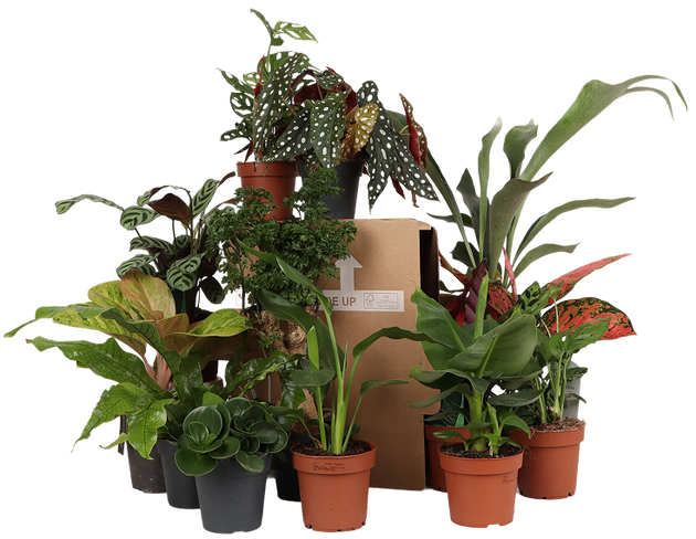 zimmerpflanzen überraschungspaket Die Überraschungsbox – 4 Pflanzen – Plantsome
