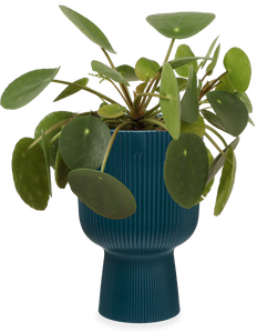 Pilea peperomioides (Glückstaler) (S)