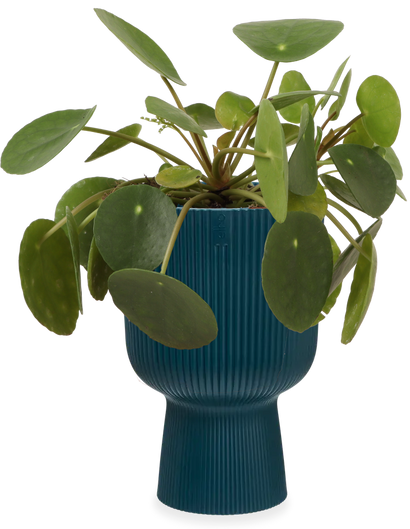 Pilea peperomioides (Glückstaler) (S)