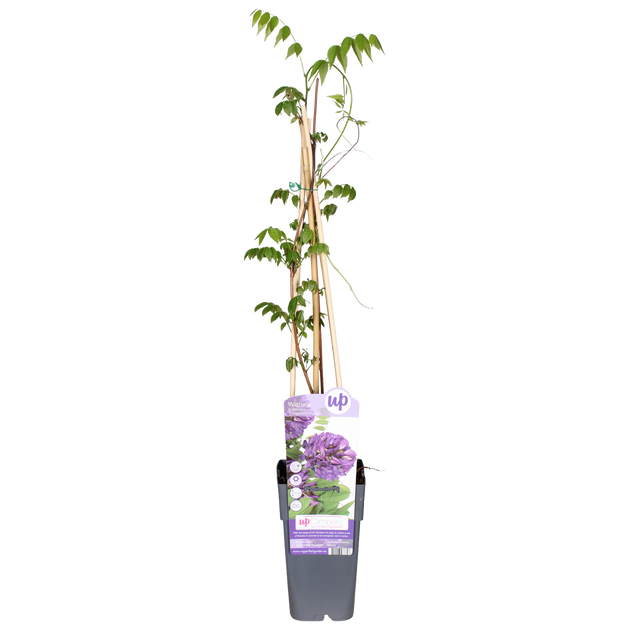 Blauregen (Wisteria frutescens) kaufen | Schnelle Lieferung nach Hause