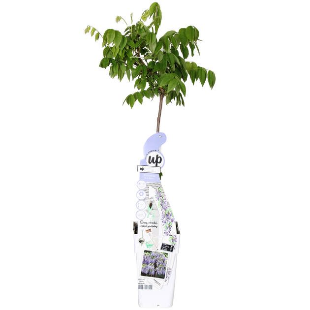Blauregen (Wisteria macrostachya) kaufen | Schnelle Lieferung nach Hause