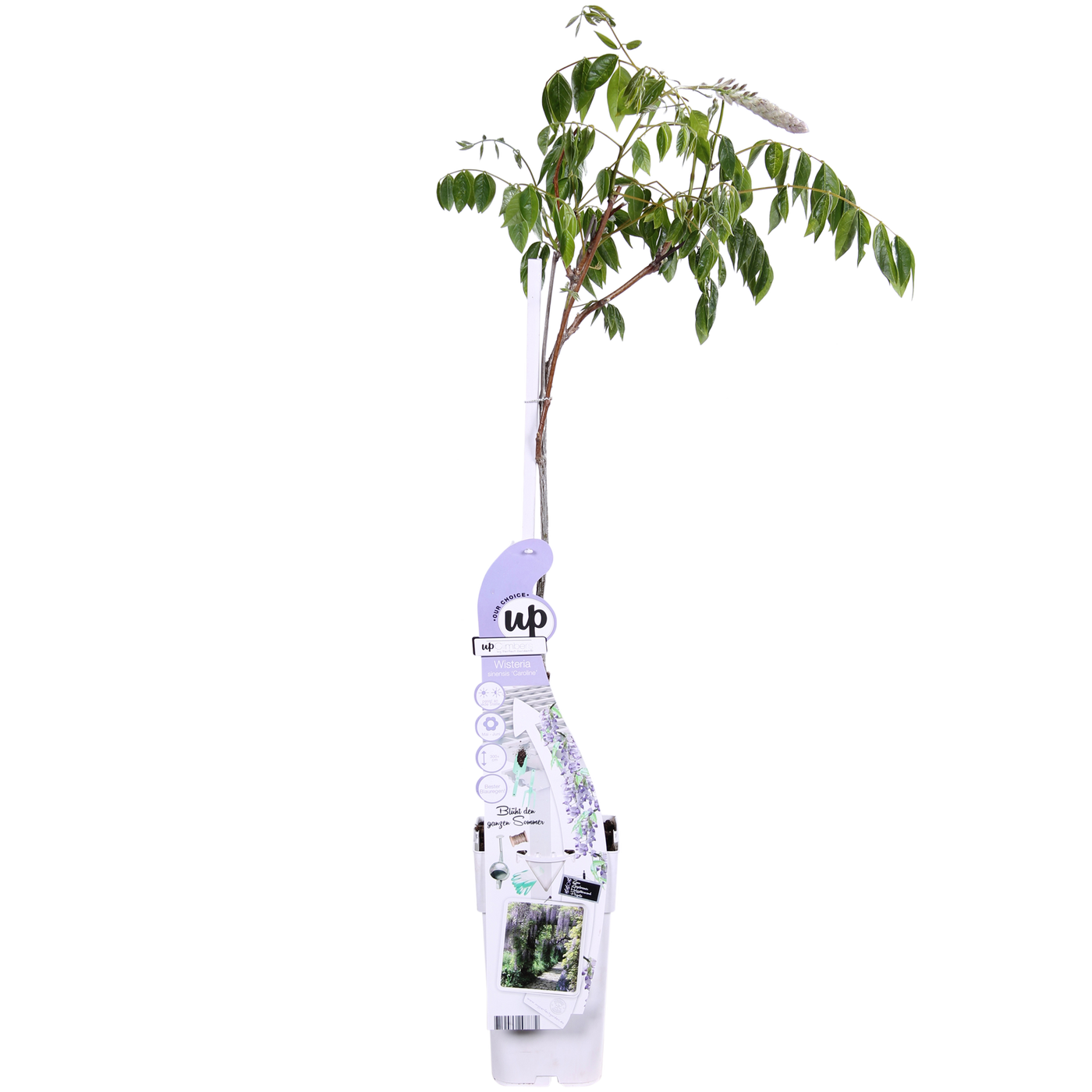Blauregen (Wisteria sinensis Caroline) kaufen | Schnelle Lieferung nach  Hause