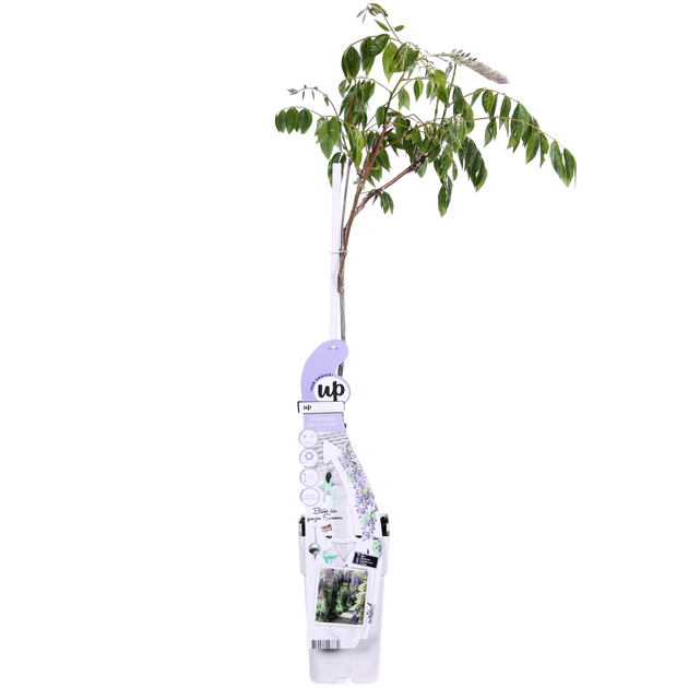 Blauregen (Wisteria sinensis Caroline) kaufen | Schnelle Lieferung nach  Hause