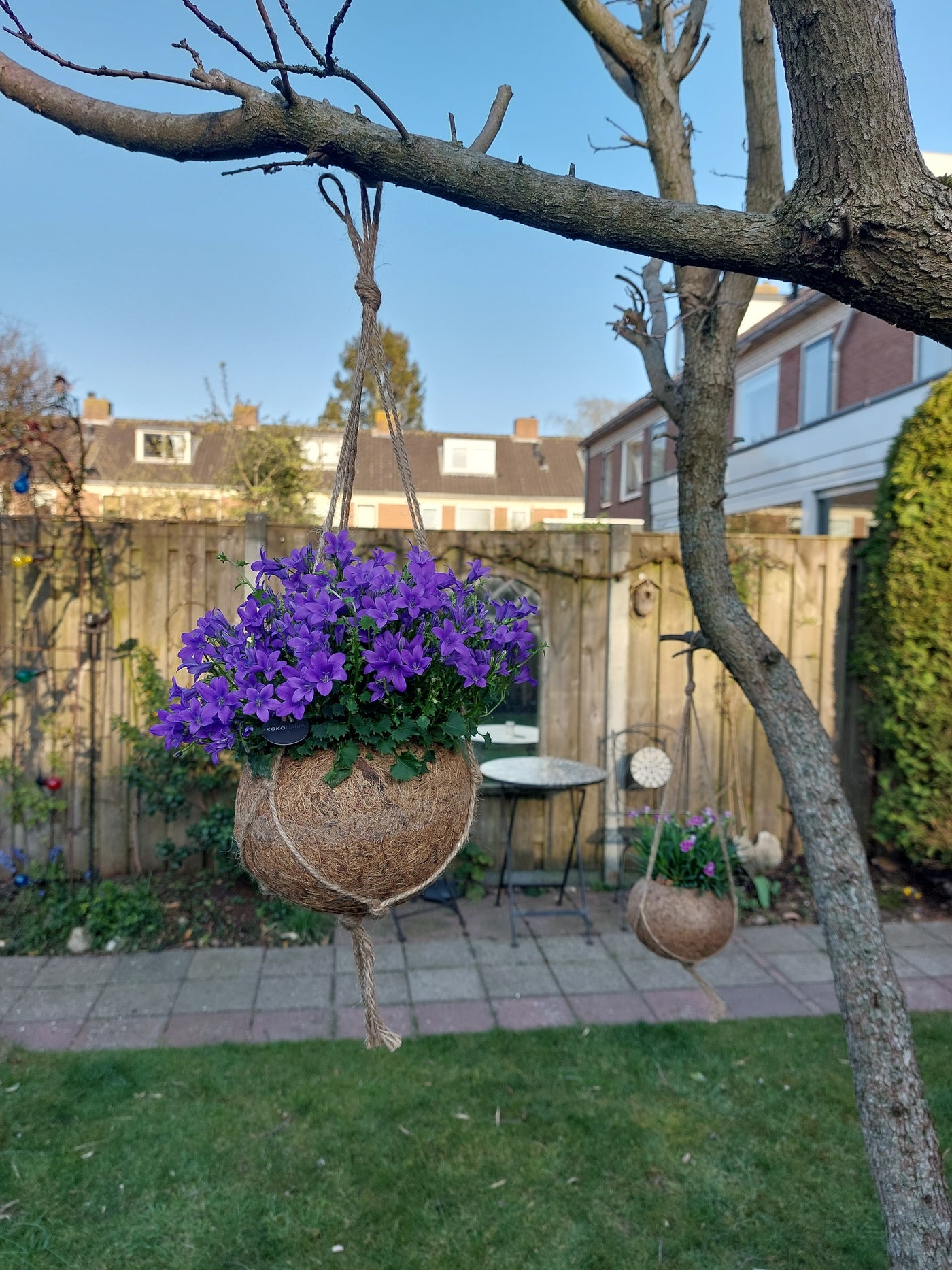 Campanula (Glockenblume) in Kokodama inspiratie 3