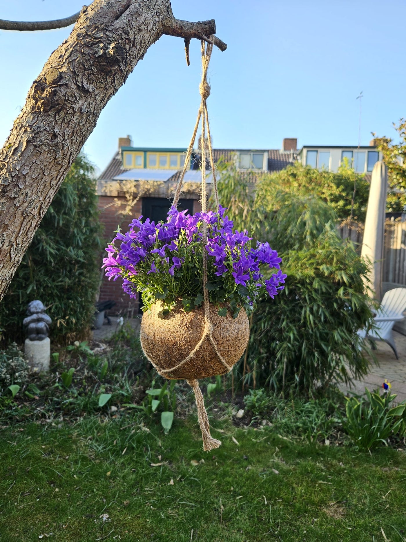Campanula (Glockenblume) in Kokodama inspiratie 2