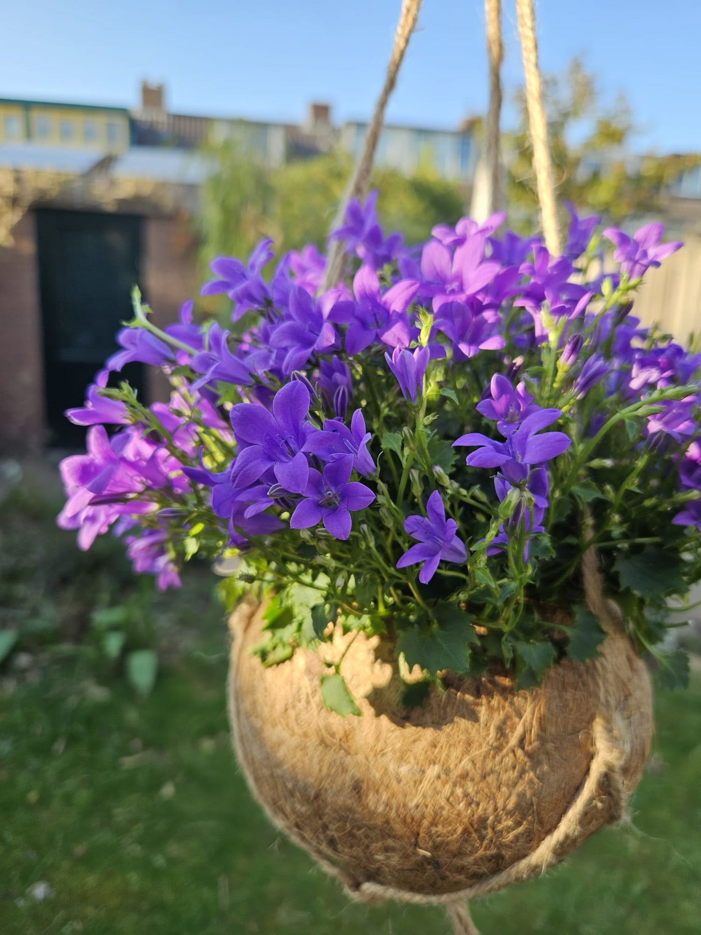 Campanula (Glockenblume) in Kokodama inspiratie 1