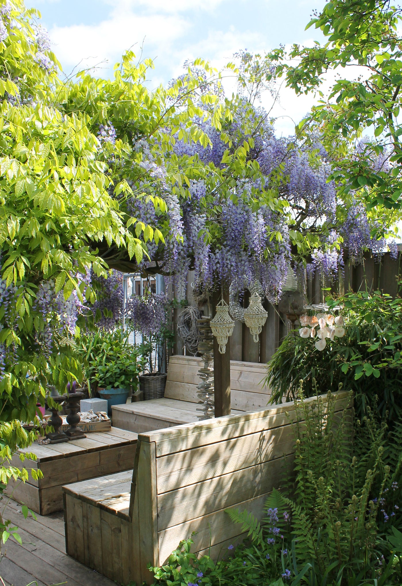 Wisteria sinensis 'Caroline' (Chinesischer Blauregen) (M) inspiratie 3
