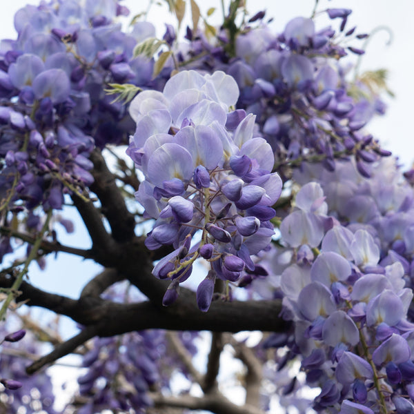 Blauregen (Wisteria macrostachya) kaufen | Schnelle Lieferung nach Hause