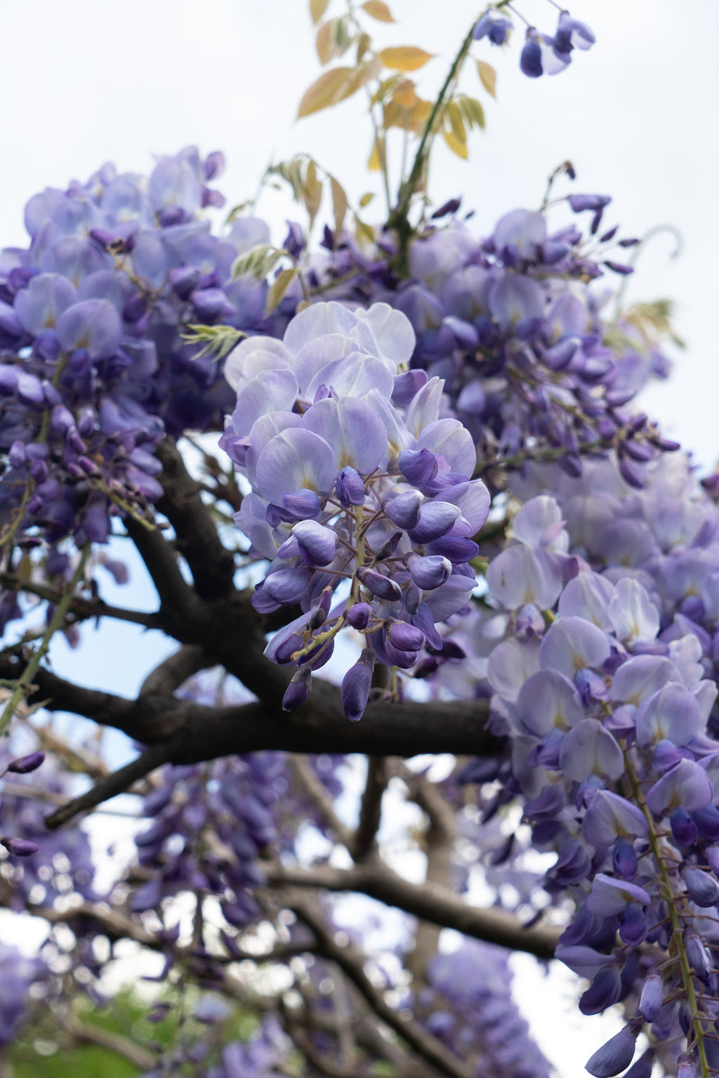Blauregen (Wisteria macrostachya) kaufen | Schnelle Lieferung nach Hause