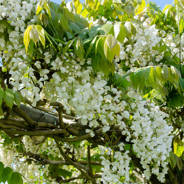 Weißer Blauregen (Wisteria floribunda 'Longissima Alba') kaufen | Schnelle  Lieferung nach Hause